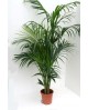 Kentia m17 100cm                                  