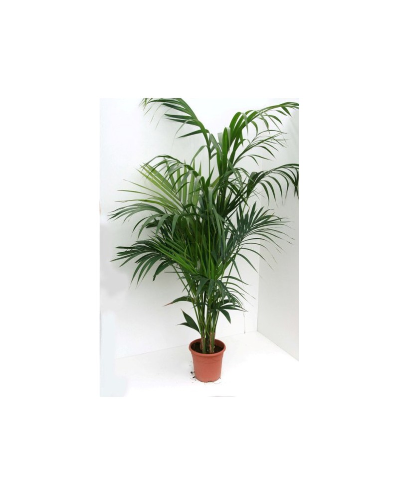 Kentia m17 100cm                                  