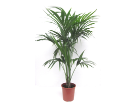 Kentia m24 150/175cm                              