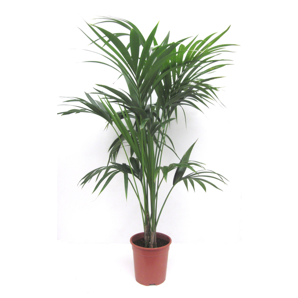 Kentia m24 150/175cm                              