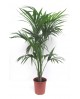 Kentia m24 150/175cm                              