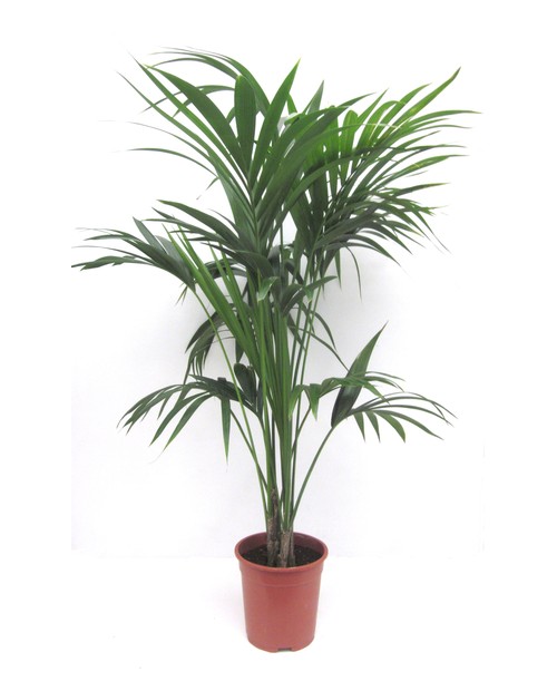 Kentia m24 150/175cm                              