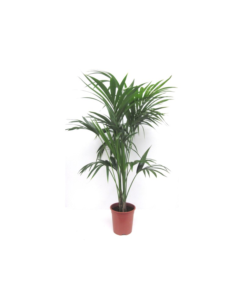 Kentia m24 150/175cm                              
