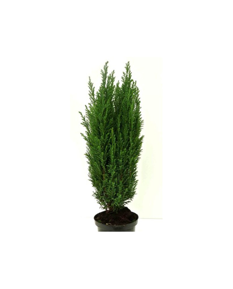 Chamaecyparis elwodii 13                          