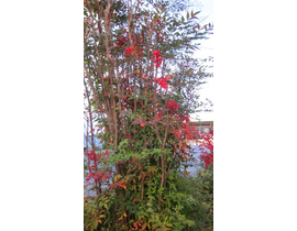 Nandina domestica 3L                              