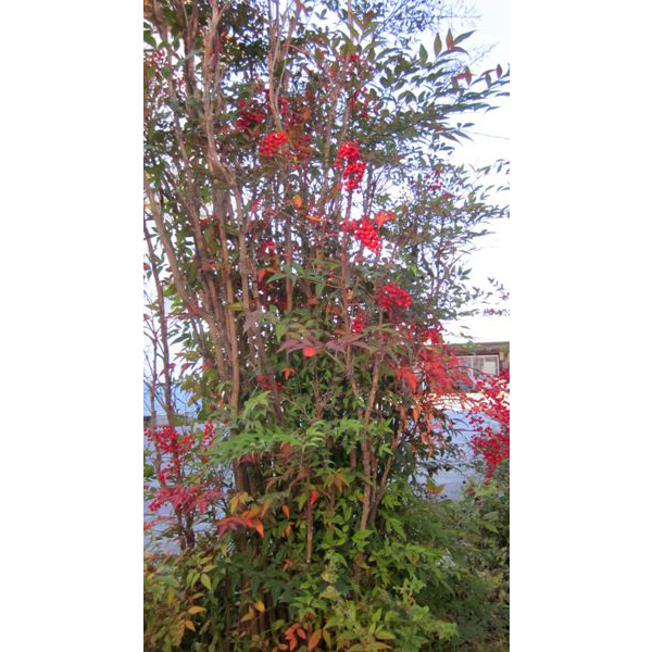 Nandina domestica 3L                              