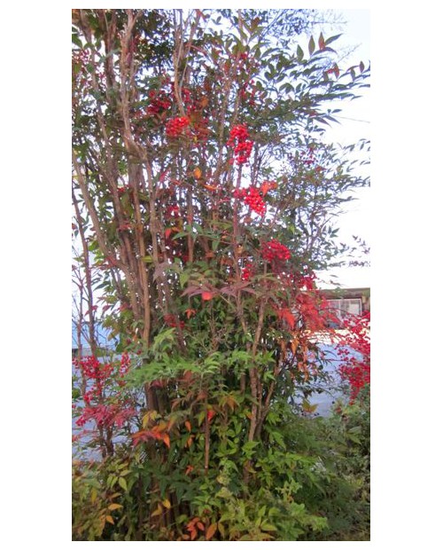 Nandina domestica 3L                              
