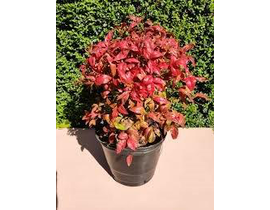 Nandina fire power 5lt                            