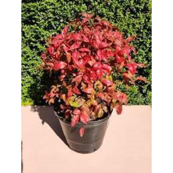Nandina fire power 5lt                            