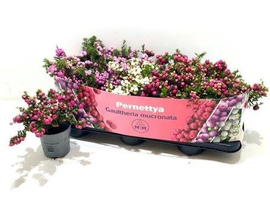 Pernettya 10                                      