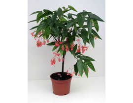 Begonia tamaya (pseudolubbersi) m14 40cm          