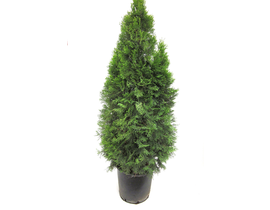 Thuya esmeralda 18lt 130/150cm                    