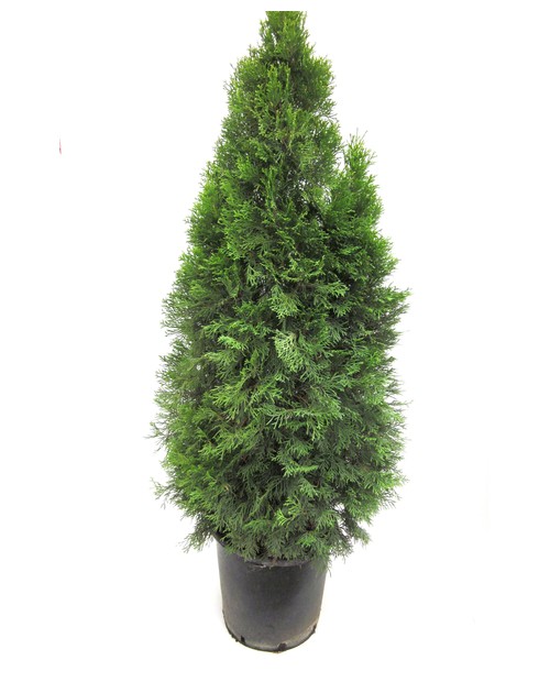 Thuya esmeralda 18lt 130/150cm                    