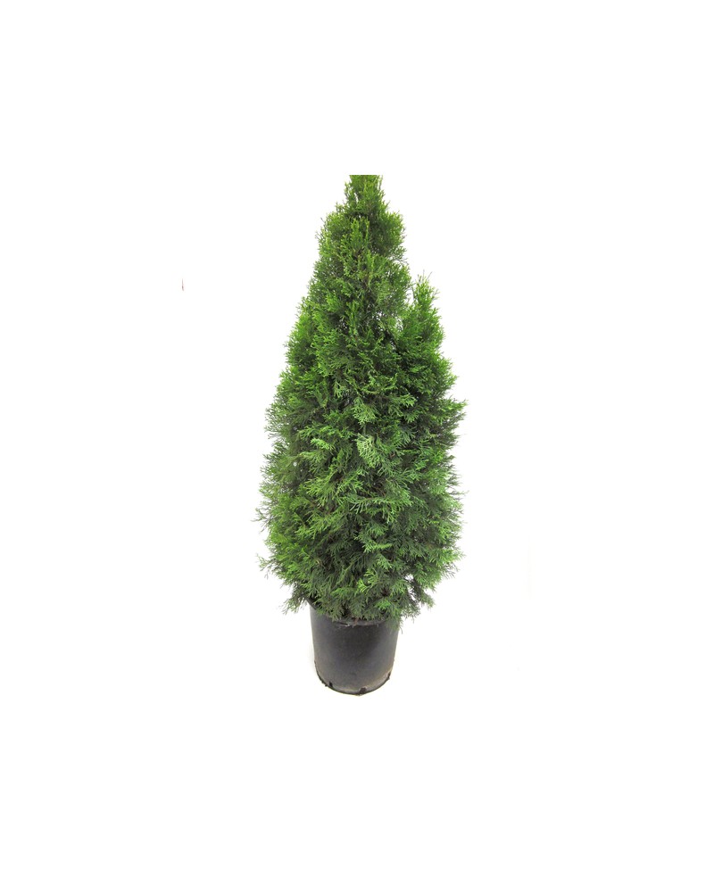 Thuya esmeralda 18lt 130/150cm                    
