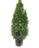 Thuya esmeralda 30lt 150/175                      