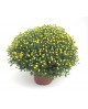 Chrysanthemum bola 3lt 40/50                      