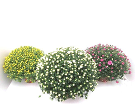 Chrysanthemum bola 3lt 40/50                      