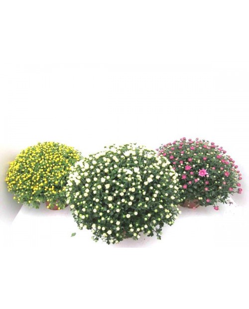 Chrysanthemum bola 3lt 40/50                      