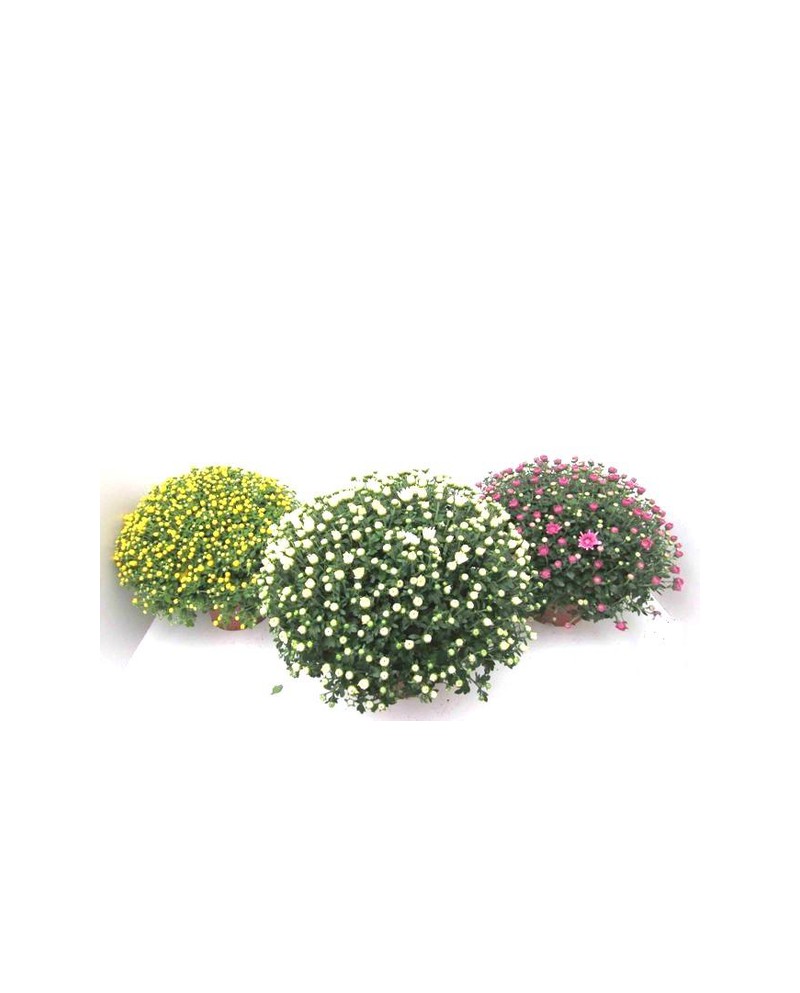 Chrysanthemum bola 3lt 40/50                      