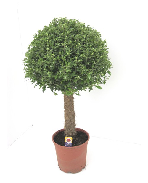 Chrysanthemum 1 copa 100cm                        