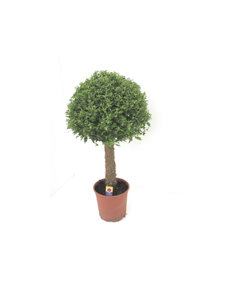 Chrysanthemum 1 copa 100cm                        