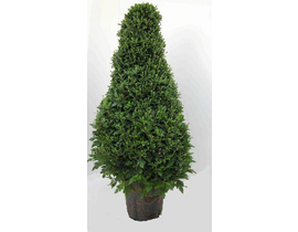Chrysanthemum piramide m22 100cm                  