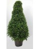 Chrysanthemum piramide m22 100cm                  