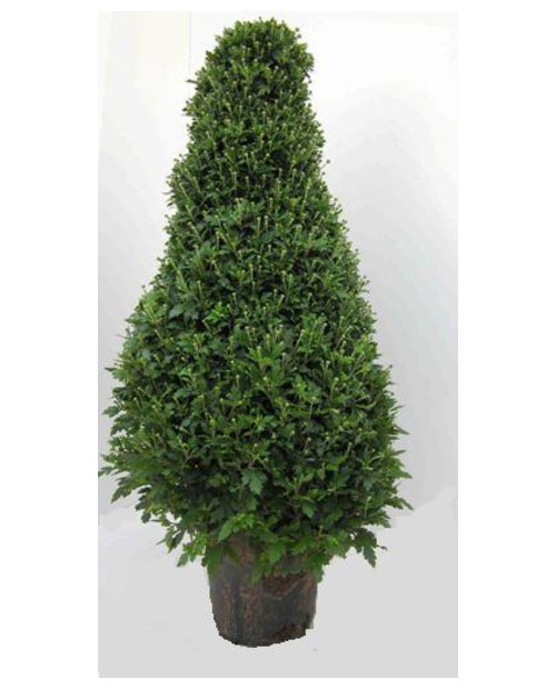 Chrysanthemum piramide m22 100cm                  