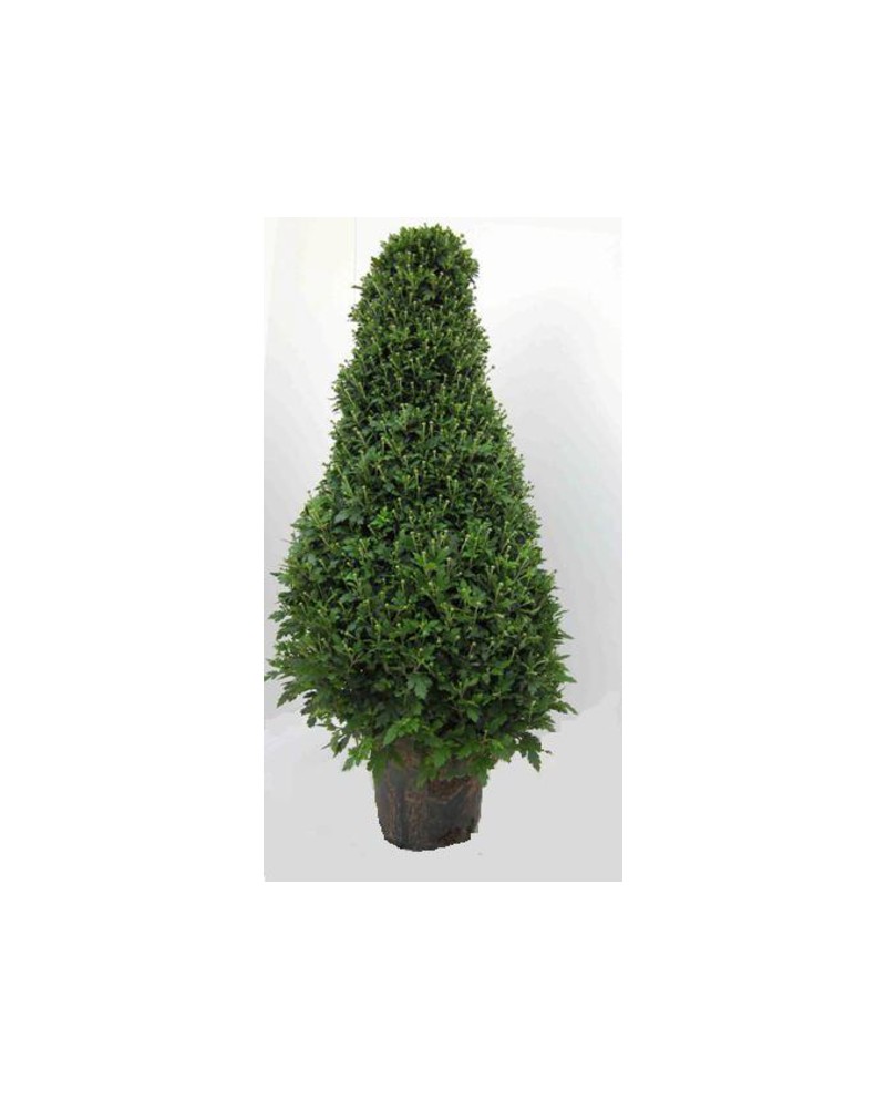 Chrysanthemum piramide m22 100cm                  