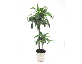 Dracaena dorado 15/45 m17                         