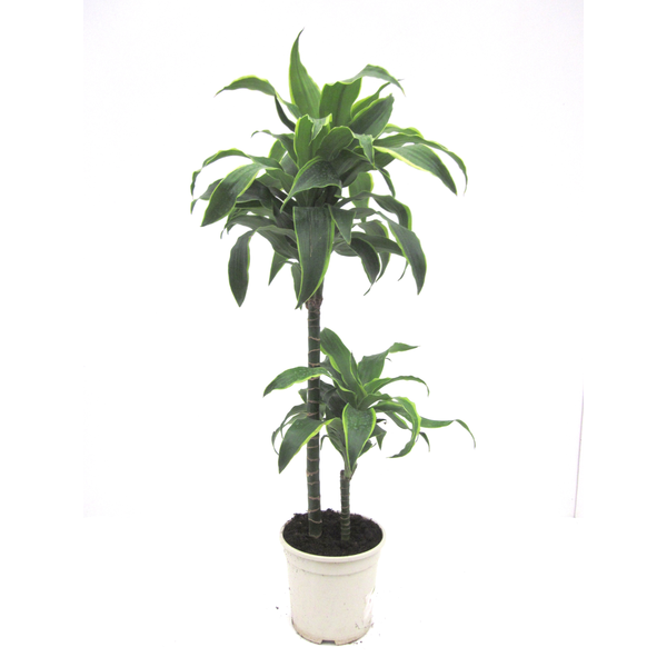 Dracaena dorado 15/45 m17                         