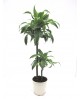 Dracaena dorado 15/45 m17                         