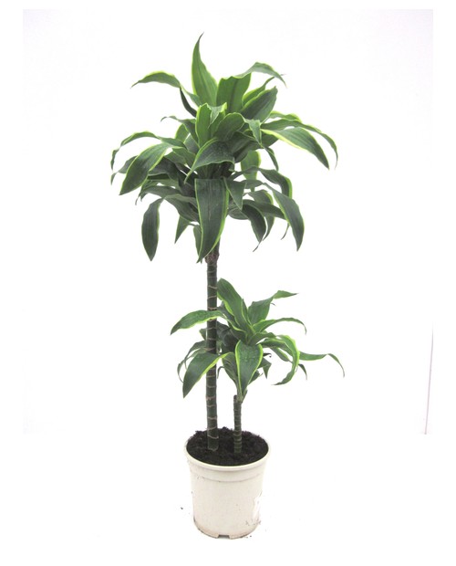 Dracaena dorado 15/45 m17                         