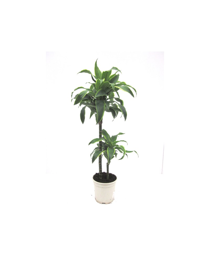 Dracaena dorado 15/45 m17                         