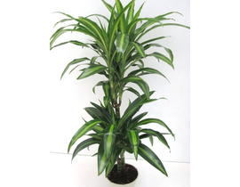 Dracaena hawaian sunchine 15/45                   