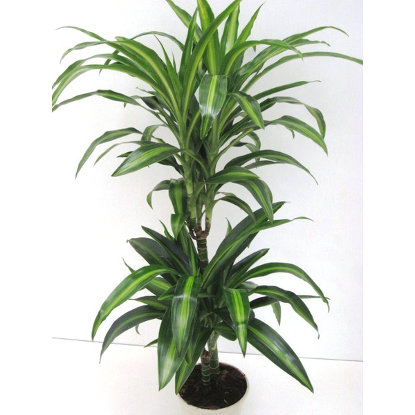 Dracaena hawaian sunchine 15/45                   