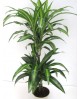 Dracaena hawaian sunchine 15/45                   