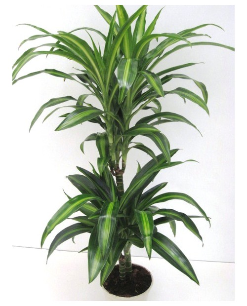 Dracaena hawaian sunchine 15/45                   
