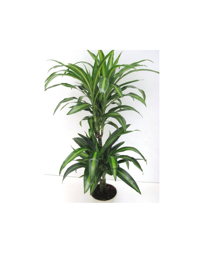 Dracaena hawaian sunchine 15/45                   