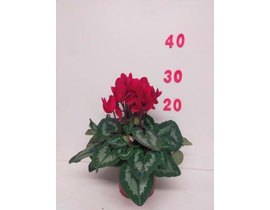 Cyclamen midi m12                                 