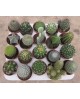 Bandeja cactus 5.5 pinchos 20 und.                
