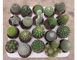 Bandeja cactus 5.5 pinchos 20 und.                