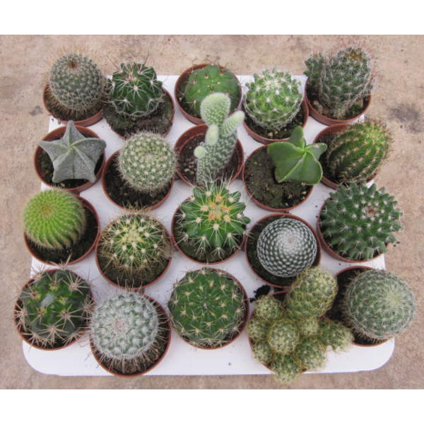 Bandeja cactus 5.5 pinchos 20 und.                