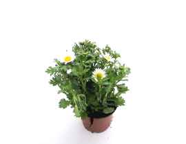 Chrysanthemum paludosum 11                        
