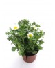 Chrysanthemum paludosum 11                        