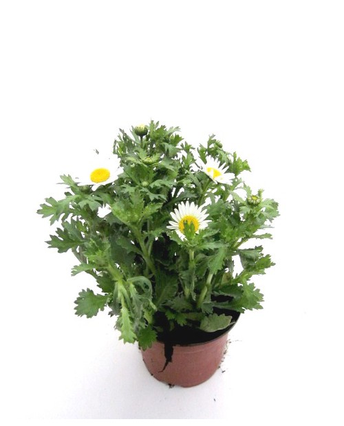 Chrysanthemum peludosum 11                        