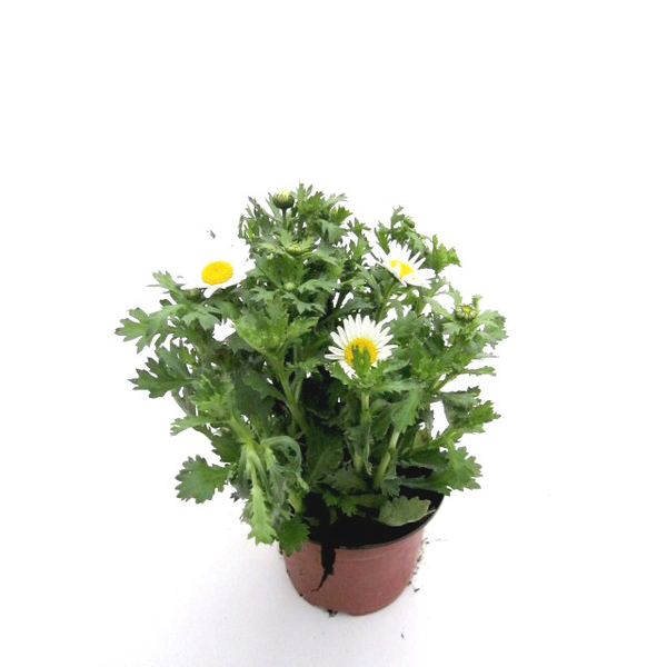 Chrysanthemum paludosum 11                        