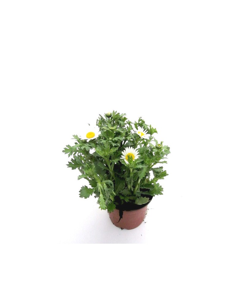 Chrysanthemum peludosum 11                        