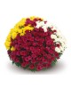 Chrysanthemum tricolor tarrina 30 60cm            