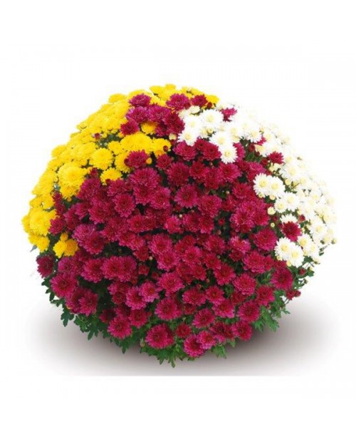 Chrysanthemum tricolor tarrina 30 60cm            
